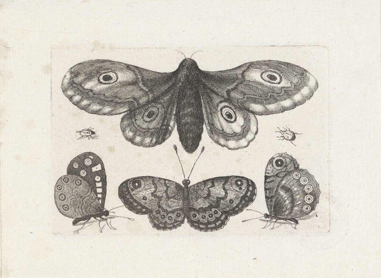 Sommerfugle, biller og en møl Insekter (serietitel) Muscarum Scarabeorum (serietitel) af Wenceslaus Hollar