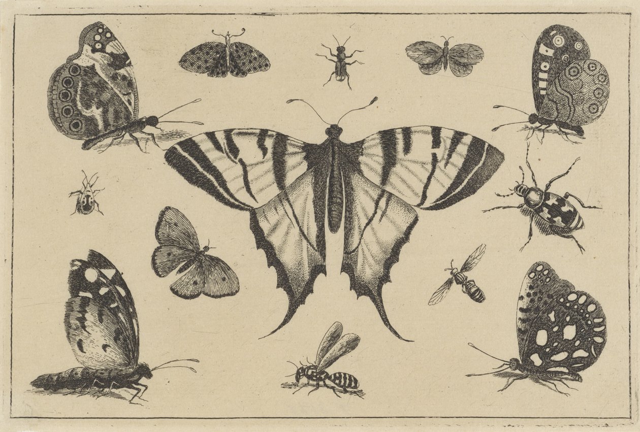 Sommerfugle, hvepse og andre insekter Forskellige insekter (serietitel) Diversae Insectorum (serietitel) af Wenceslaus Hollar