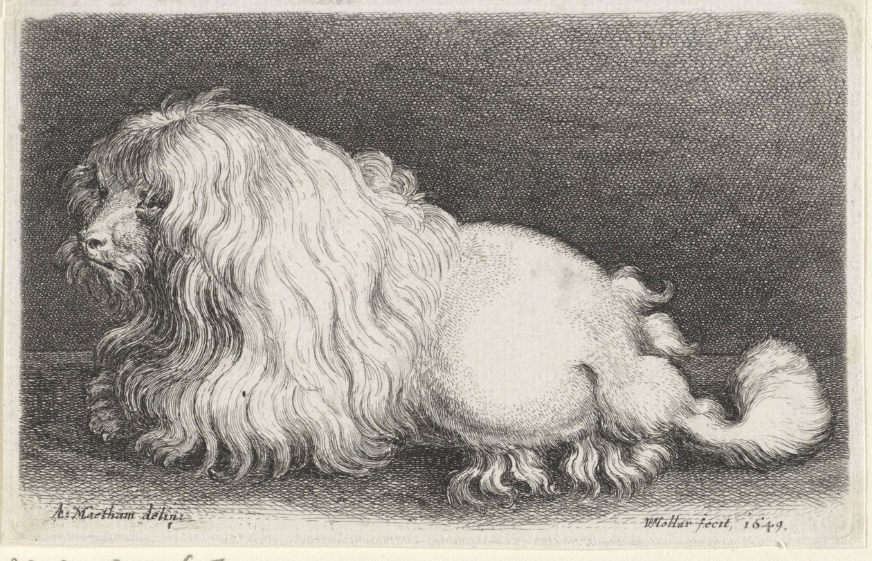 Hvid hund af Wenceslaus Hollar