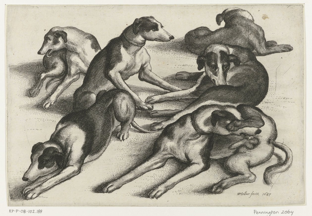 Seks liggende jagthunde Jagt, jagthunde og vildt (serietitel) af Wenceslaus Hollar