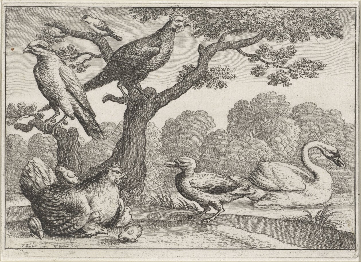 Svane, kylling med kyllinger og andre fugle Forskellige fugle (serietitel) af Wenceslaus Hollar