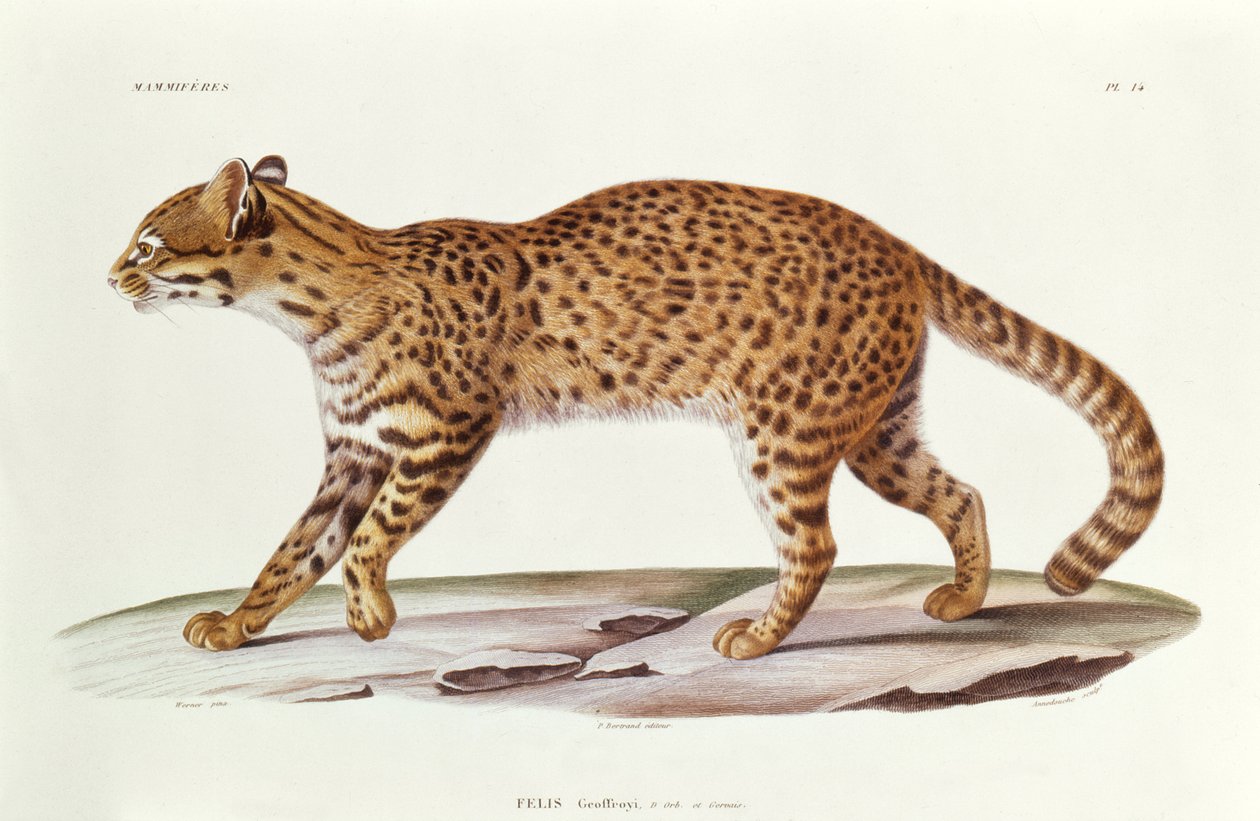 Geoffreys Cat (felis Geoffroyi) illustration fra Voyage dans lAmerique Meridionale af Alcide dOrbigny, indgraveret af Annedouche, 1847 af Werner Werner