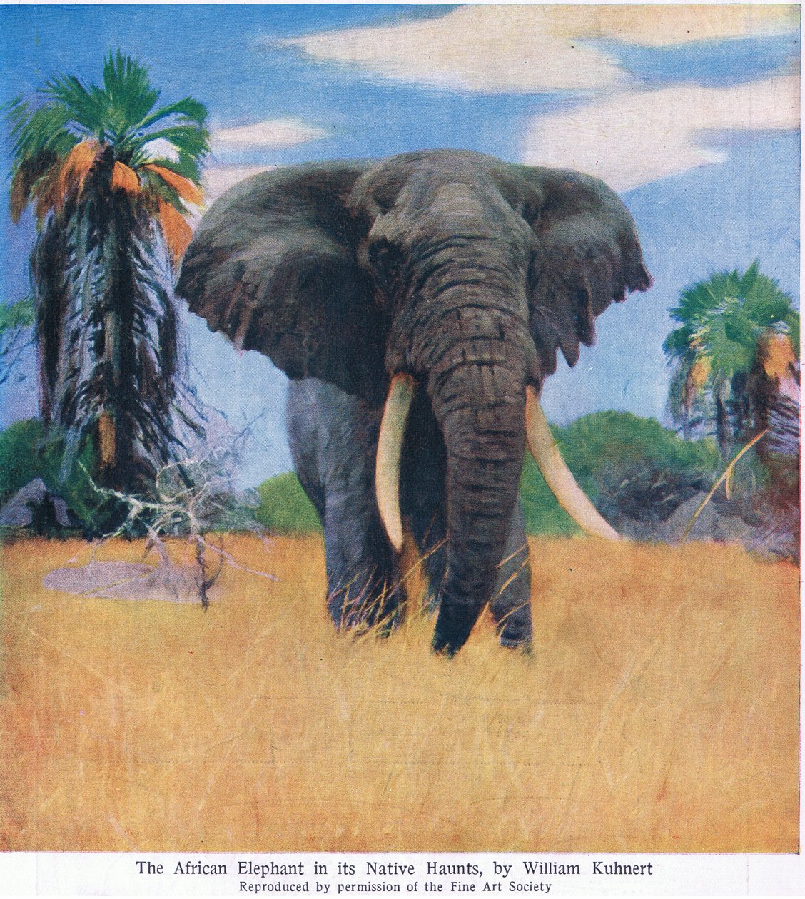 Afrikansk elefant i sit hjemlige område af Wilhelm Kuhnert