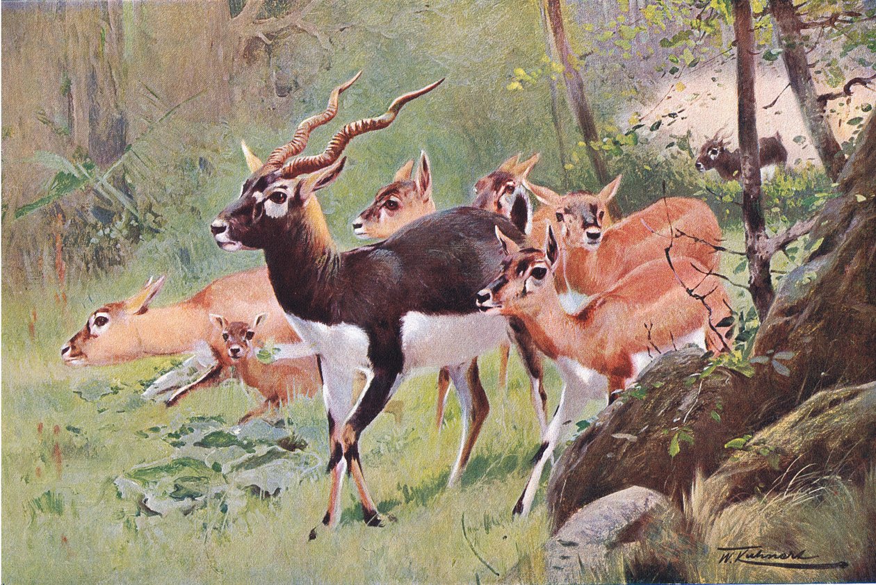 Black Buck, fra Wildlife of the World udgivet af Frederick Warne & Co, ca. 1900 af Wilhelm Kuhnert