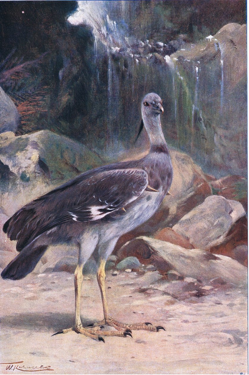 Crested Screamer, fra Wildlife of the World udgivet af Frederick Warne & Co, ca. 1900 af Wilhelm Kuhnert