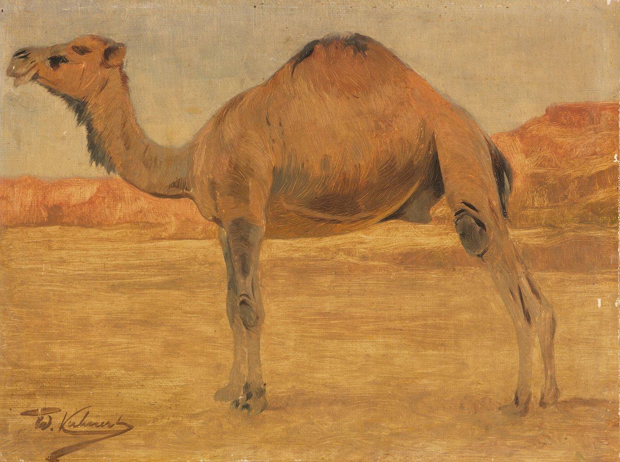 Dromedar af Wilhelm Kuhnert