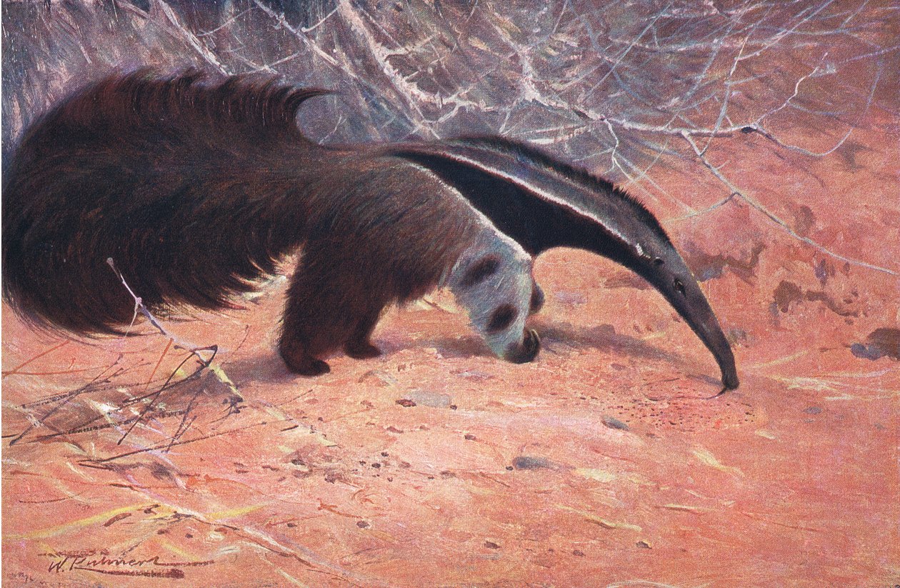 Great Myre Eater, fra Wildlife of the World udgivet af Frederick Warne & Co, ca. 1900 af Wilhelm Kuhnert