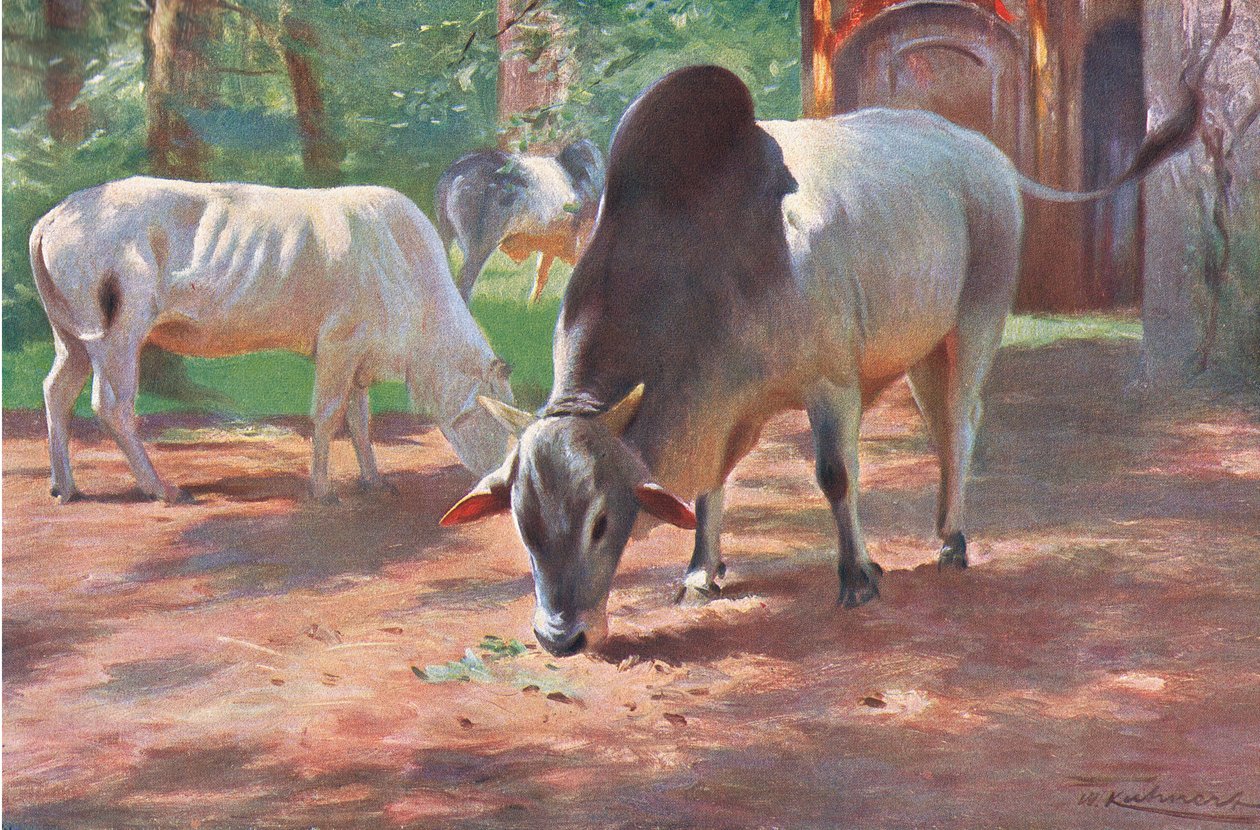 Indian Humped Cattle, fra Wildlife of the World udgivet af Frederick Warne & Co, ca. 1900 af Wilhelm Kuhnert