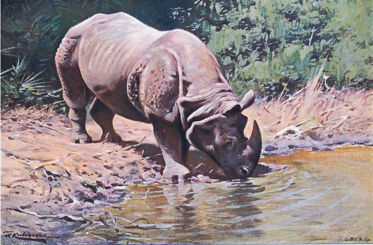 Indian Rhinoceros, fra Wildlife of the World udgivet af Frederick Warne & Co, ca. 1900 af Wilhelm Kuhnert