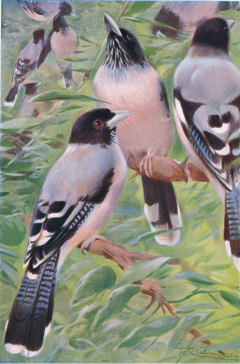 Lanceolated Jay, fra Wildlife of the World udgivet af Frederick Warne & Co, ca. 1900 af Wilhelm Kuhnert