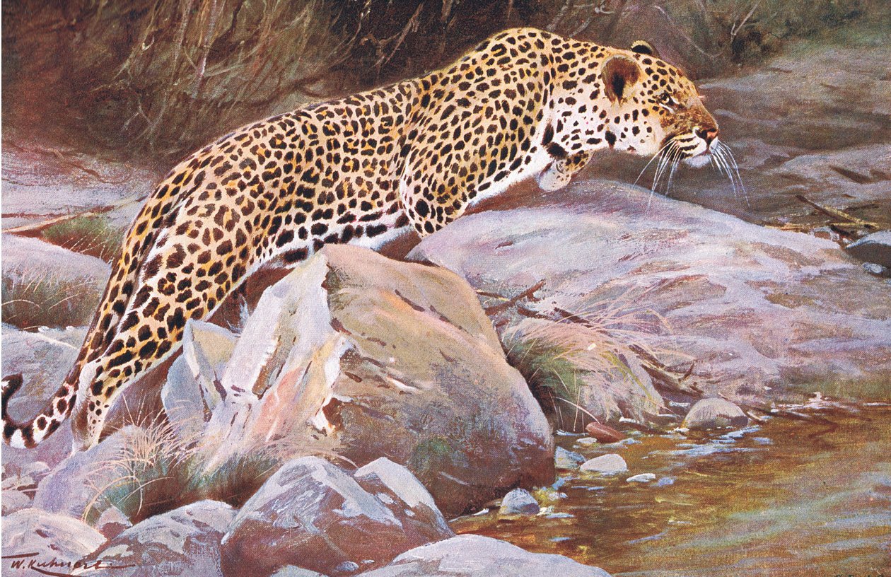 Leopard, fra Wildlife of the World udgivet af Frederick Warne & Co, ca. 1900 af Wilhelm Kuhnert