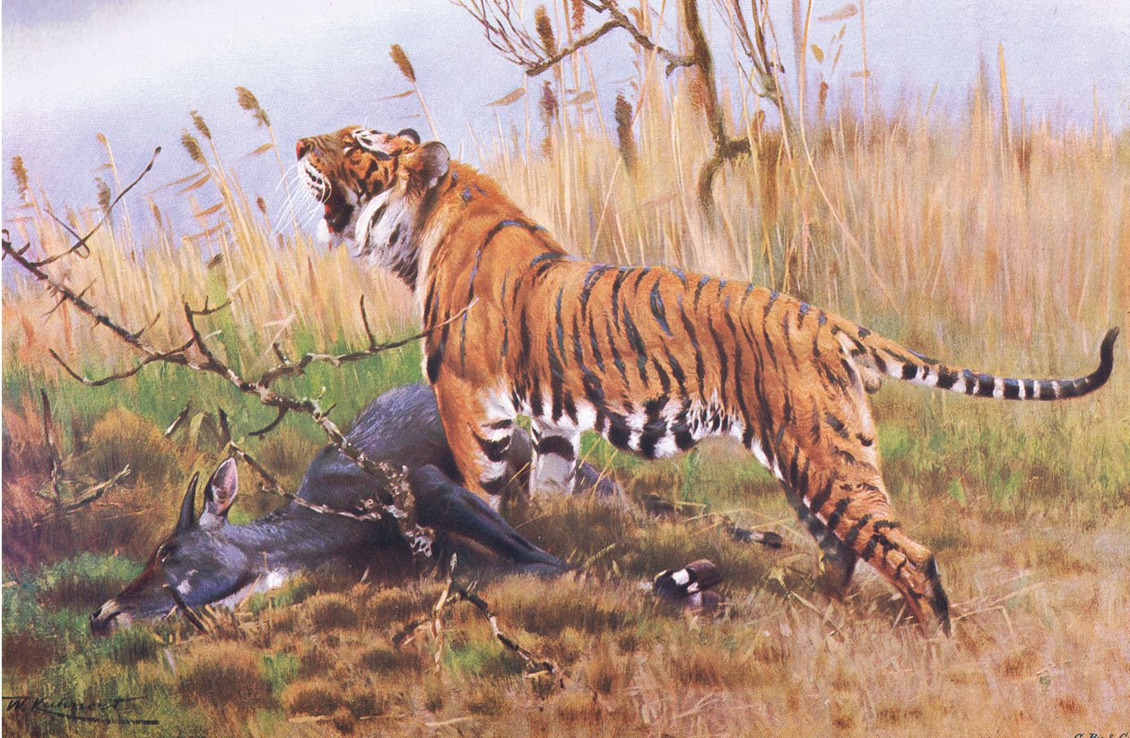 Tiger, fra Wildlife of the World udgivet af Frederick Warne & Co, ca. 1900 af Wilhelm Kuhnert
