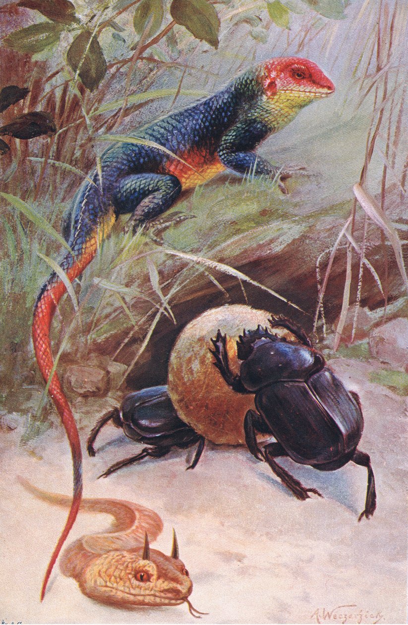 En Gama, Horned Viper og Sacred Beetle, illustration fra Wildlife of the World, ca. 1910 af Wilhelm Kuhnert