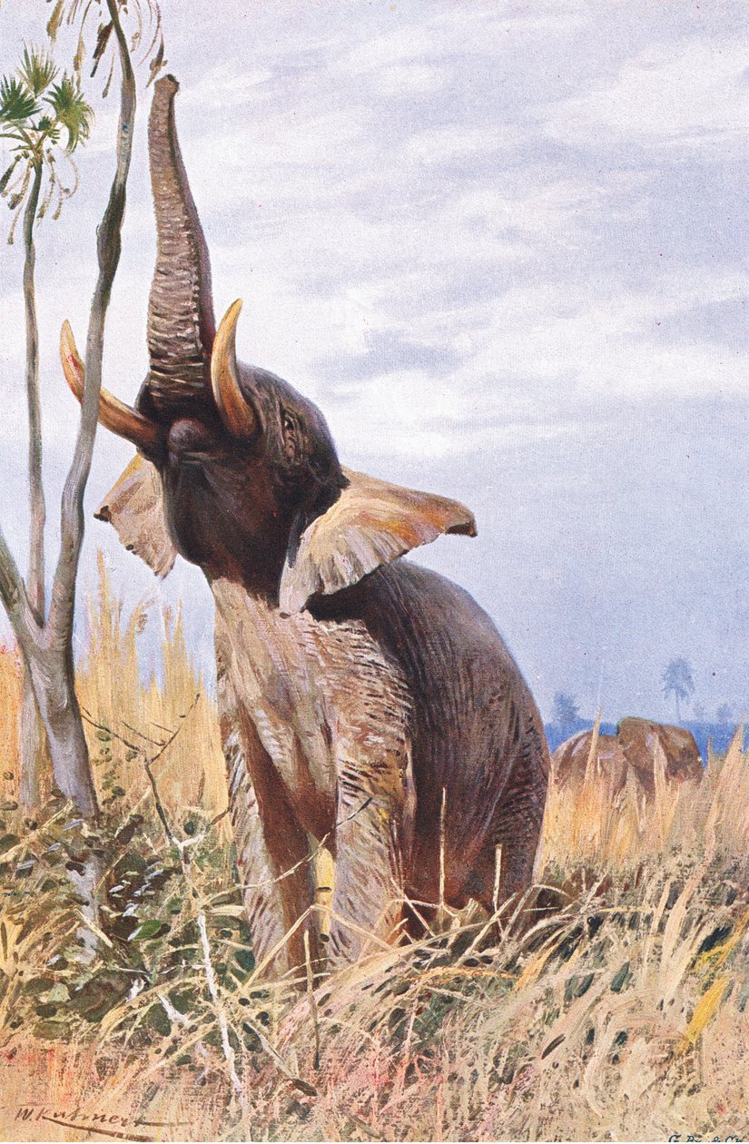 Afrikansk elefant, illustration fra Wildlife of the World, c.1910 af Wilhelm Kuhnert