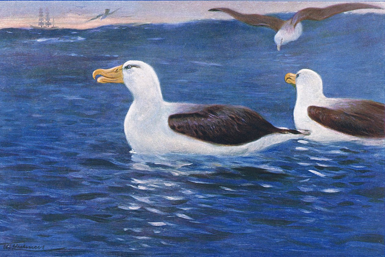 Albatros, illustration fra Wildlife of the World, ca. 1910 af Wilhelm Kuhnert