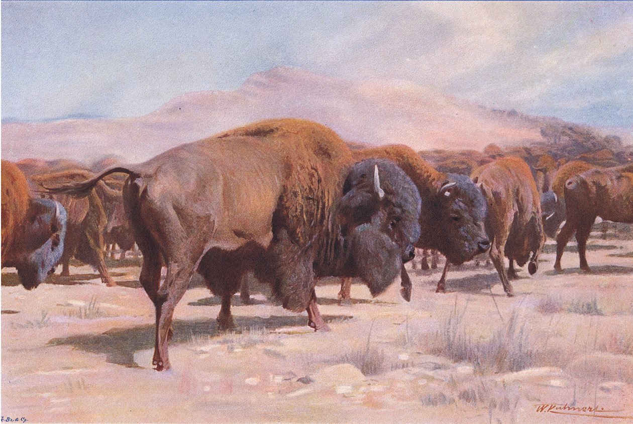 American Bison, fra Wildlife of the World udgivet af Frederick Warne & Co, ca. 1900 af Wilhelm Kuhnert