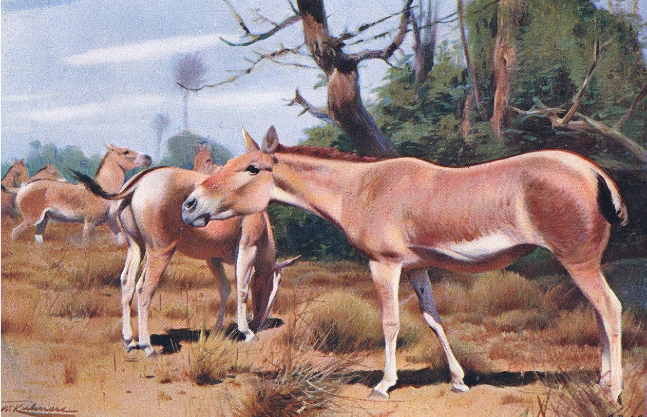 Asiatic Wild Ass, fra Wildlife of the World udgivet af Frederick Warne & Co, ca. 1900 af Wilhelm Kuhnert