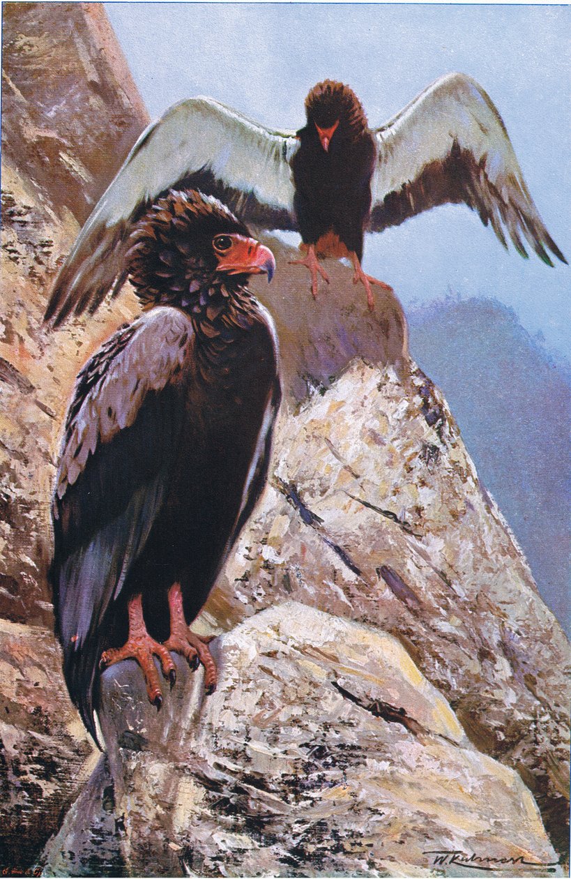 Bateleur Eagle, illustration fra Wildlife of the World, ca. 1910 af Wilhelm Kuhnert