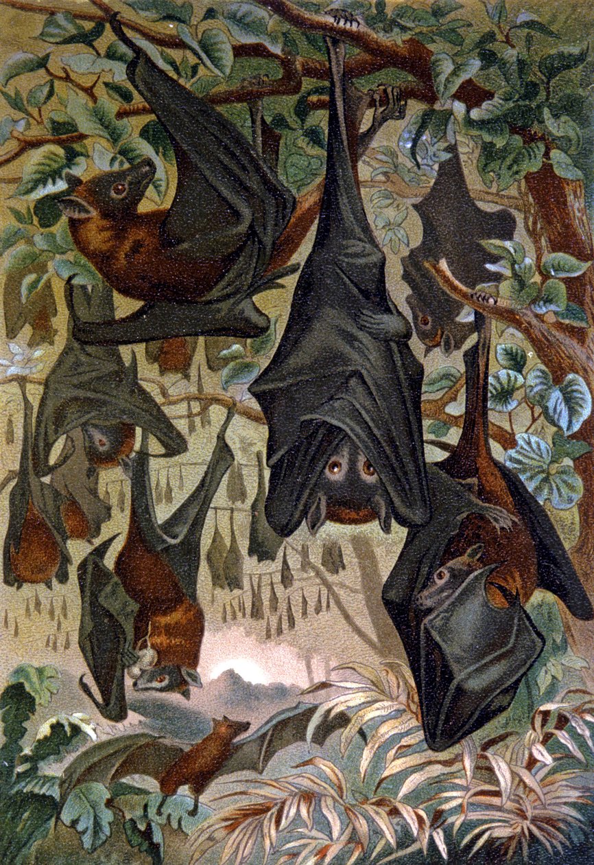 Flagermus af Wilhelm Kuhnert