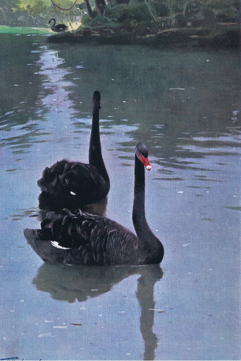 Black Swan, illustration fra Wildlife of the World, c.1910 af Wilhelm Kuhnert