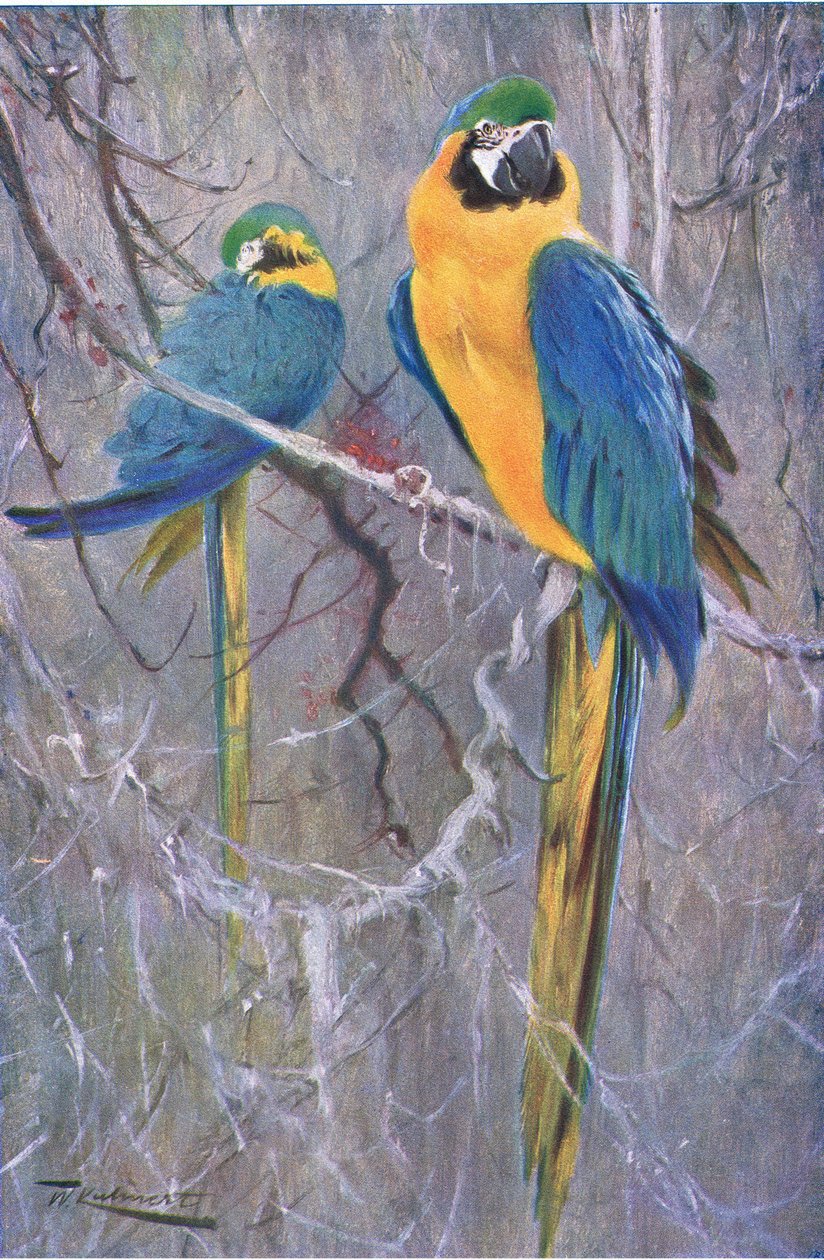 Blue and Yellow Macaw, fra Wildlife of the World udgivet af Frederick Warne & Co, ca. 1900 af Wilhelm Kuhnert