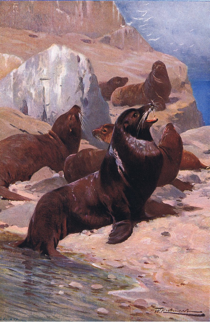 California Sea Lion, fra Wildlife of the World udgivet af Frederick Warne & Co, ca. 1900 af Wilhelm Kuhnert
