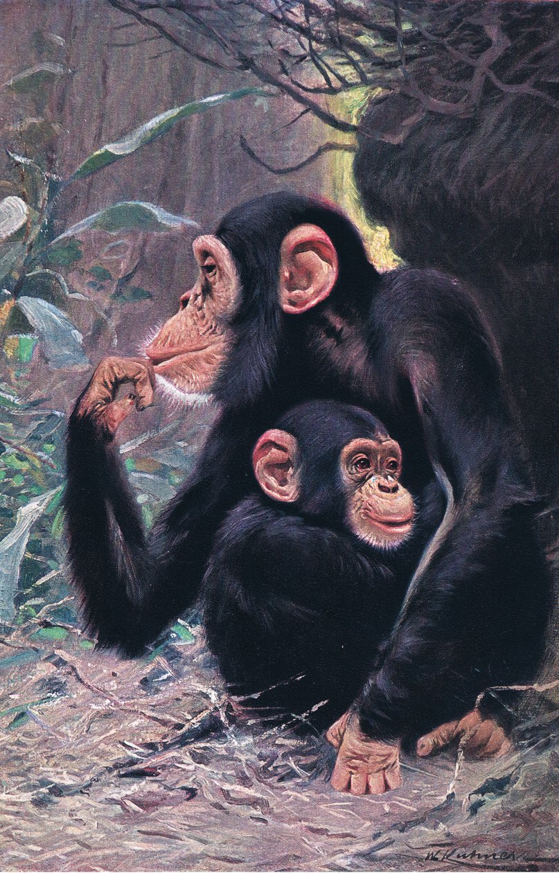 Chimpanse, illustration fra Wildlife of the World, ca. 1910 af Wilhelm Kuhnert