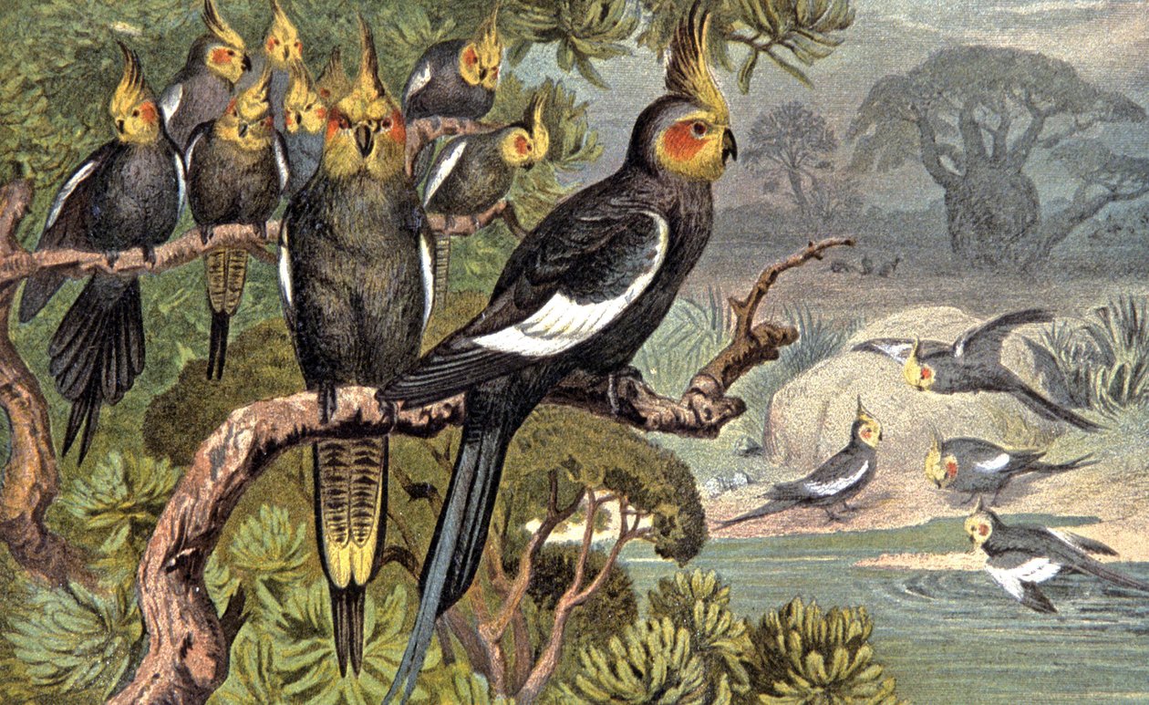 Kakadu, ca. 1910 (illustration) af Wilhelm Kuhnert