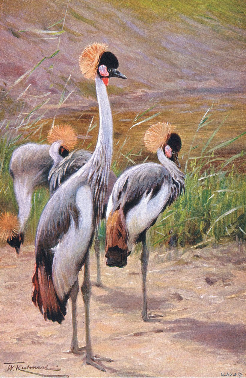 Kronet trane, illustration fra Wildlife of the World, ca.1910 af Wilhelm Kuhnert