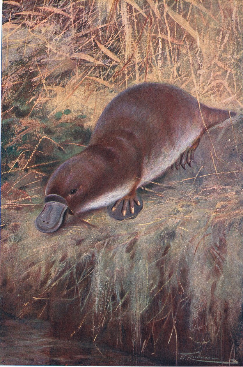 Andenæb, illustration fra Wildlife of the World, ca. 1910 af Wilhelm Kuhnert