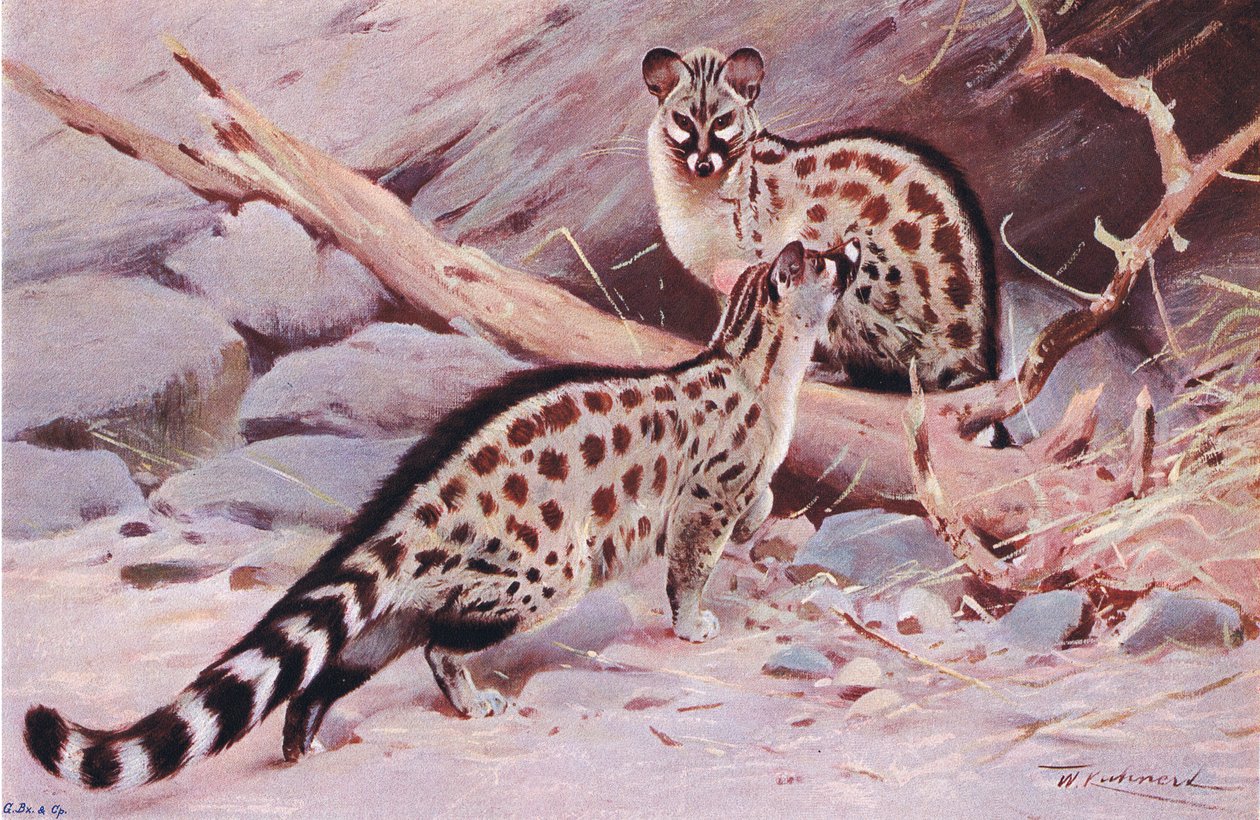 Dungola Genet, illustration fra Wildlife of the World, ca. 1910 af Wilhelm Kuhnert