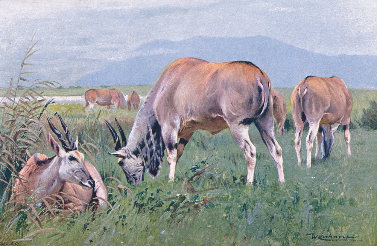 Eland, illustration fra Wildlife of the World, ca. 1910 af Wilhelm Kuhnert