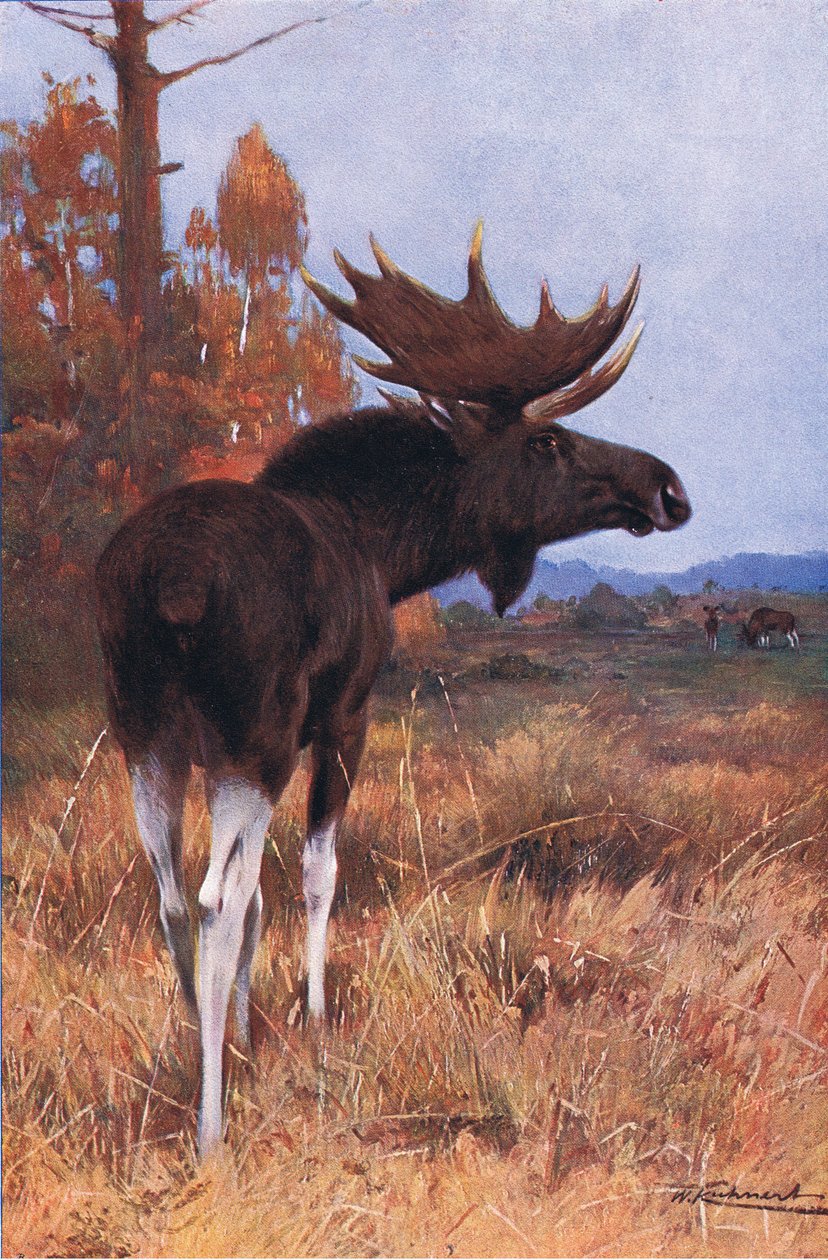 Elk or Moose, fra Wildlife of the World udgivet af Frederick Warne & Co, ca. 1900 af Wilhelm Kuhnert