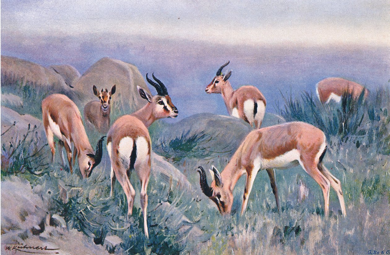 Gazelle, fra Wildlife of the World udgivet af Frederick Warne & Co, ca. 1900 af Wilhelm Kuhnert