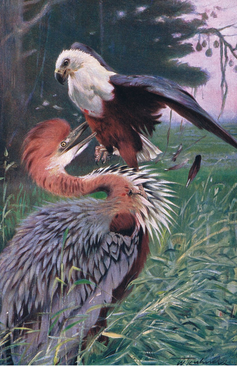 Kæmpehejre og havørn, illustration fra Wildlife of the World, ca.1910 af Wilhelm Kuhnert