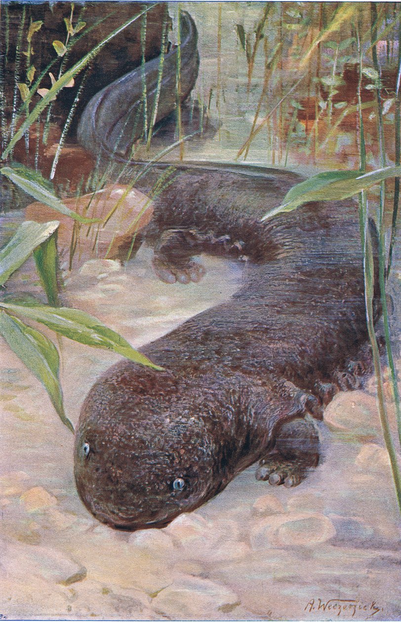 Giant Salamander, fra Wildlife of the World udgivet af Frederick Warne & Co, ca. 1900 af Wilhelm Kuhnert
