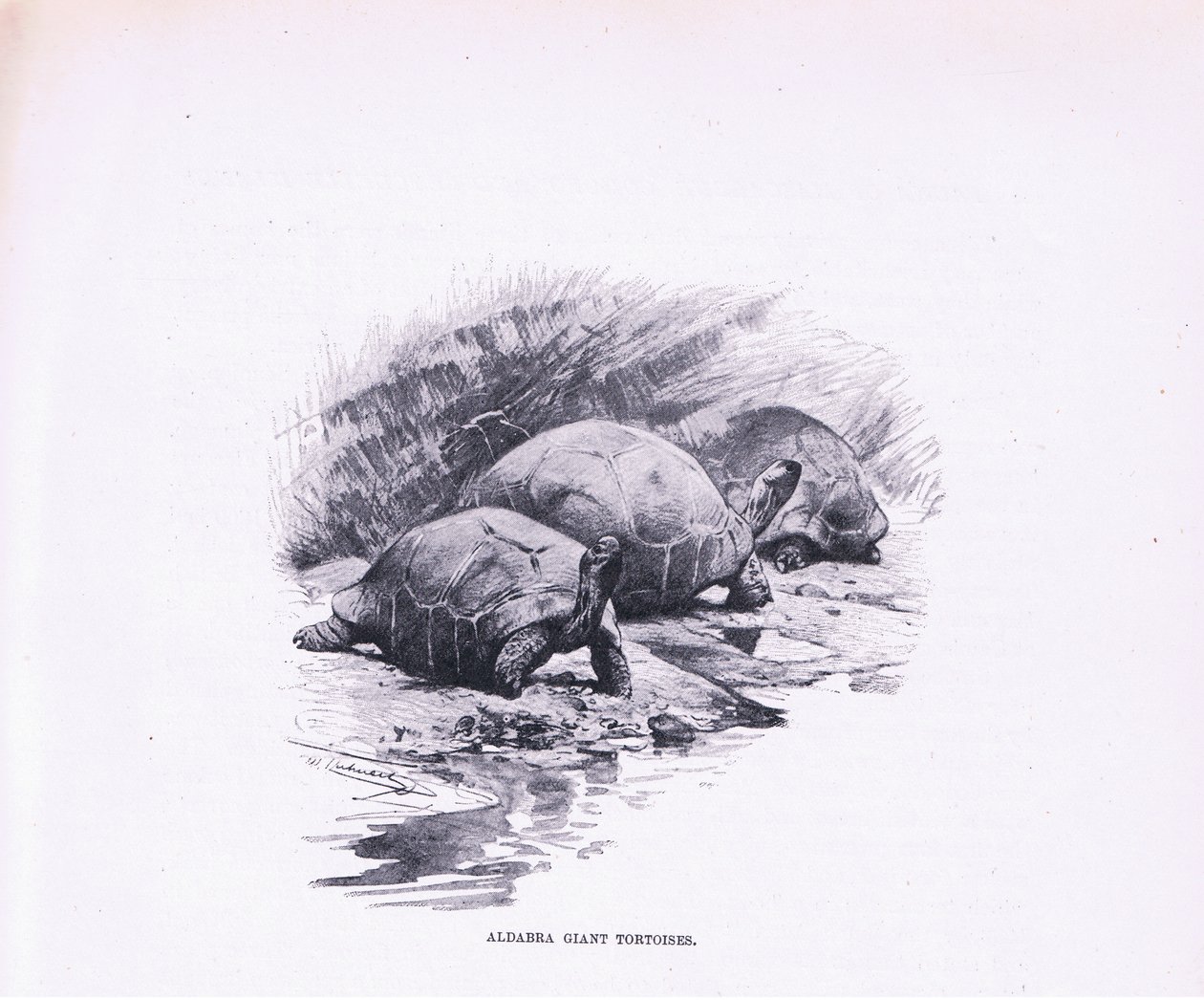 Kæmpeskildpadder, illustration fra Wildlife of the World, ca.1910 af Wilhelm Kuhnert