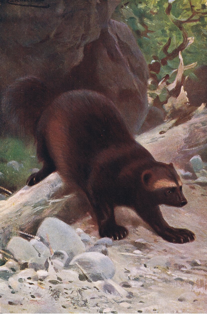 Glutton or Wolverine, fra Wildlife of the World udgivet af Frederick Warne & Co, ca. 1900 af Wilhelm Kuhnert