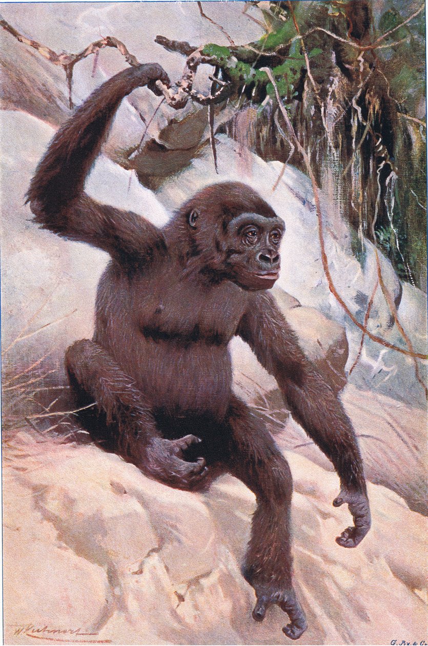 Gorilla, illustration fra Wildlife of the World, c.1910 af Wilhelm Kuhnert