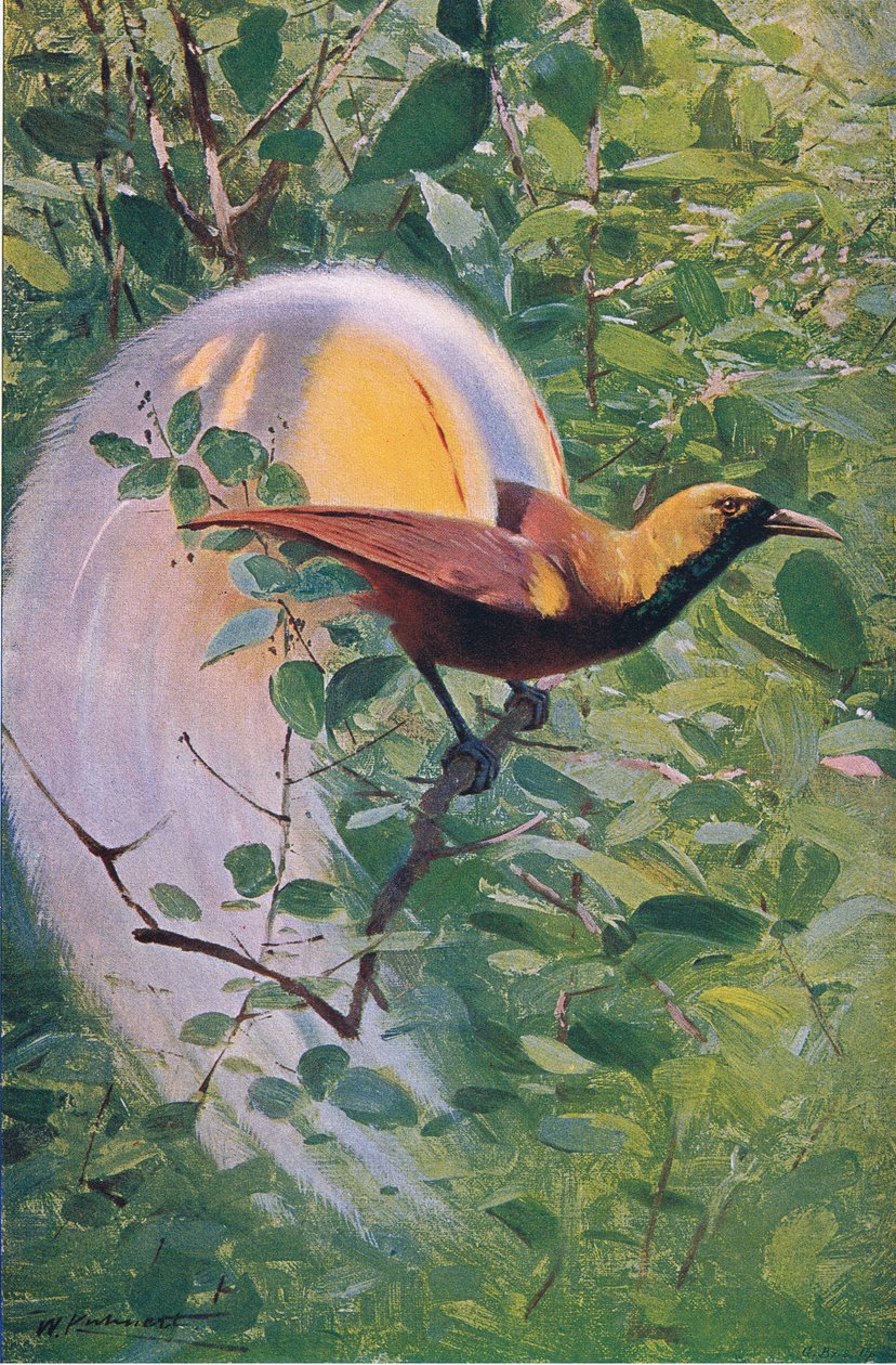 Great Bird of Paradise, illustration fra Wildlife of the World, c.1910 af Wilhelm Kuhnert
