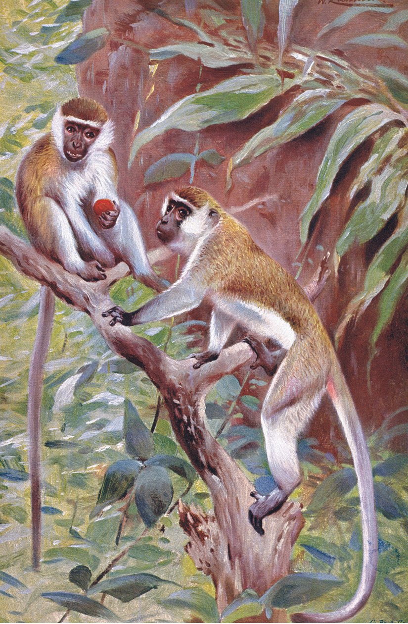 Green Monkey, illustration fra Wildlife of the World, c.1910 af Wilhelm Kuhnert