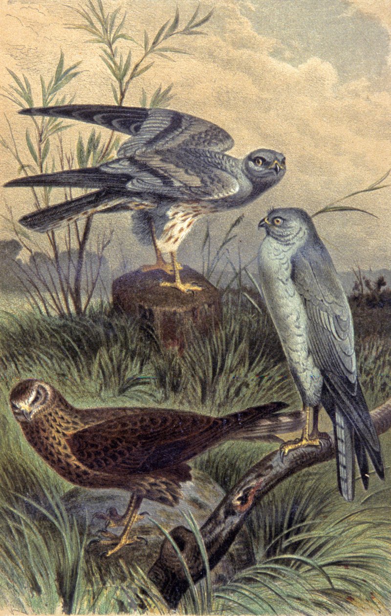 Harriers, ca. 1910 (illustration) af Wilhelm Kuhnert