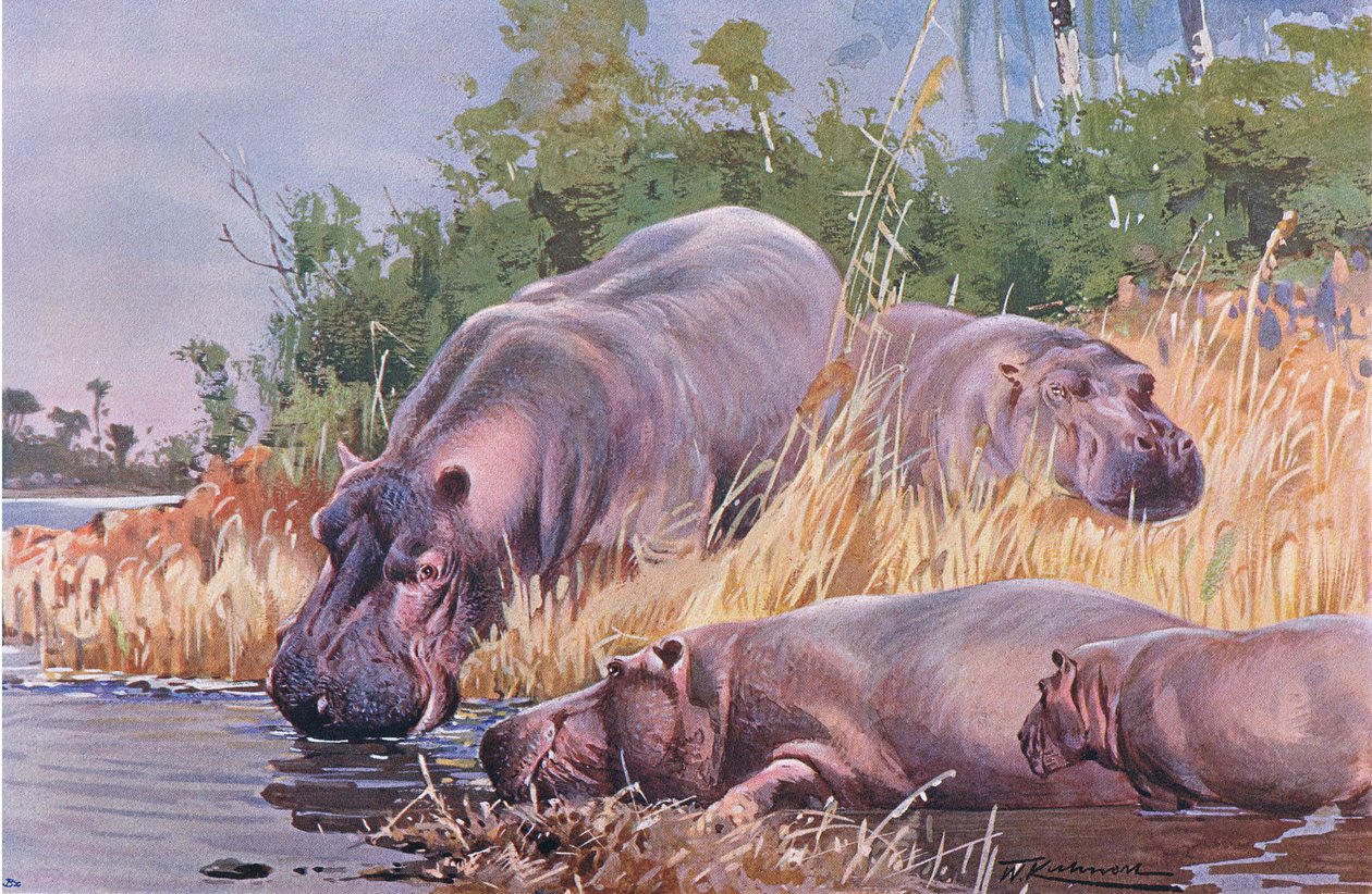 Flodhest, illustration fra Wildlife of the World, c.1910 af Wilhelm Kuhnert
