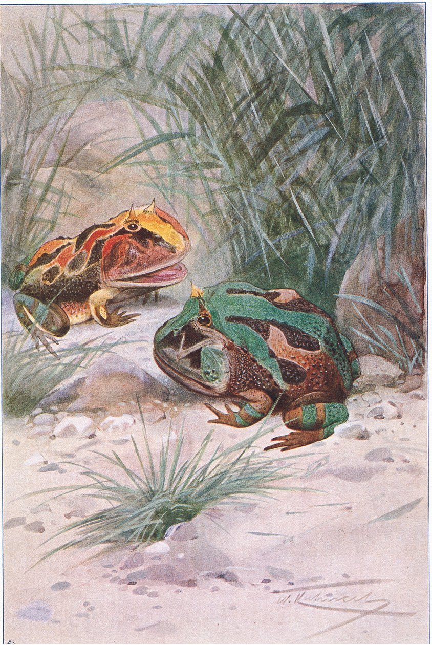 Hornfrø, fra Wildlife of the World udgivet af Frederick Warne & Co, ca.1900 af Wilhelm Kuhnert