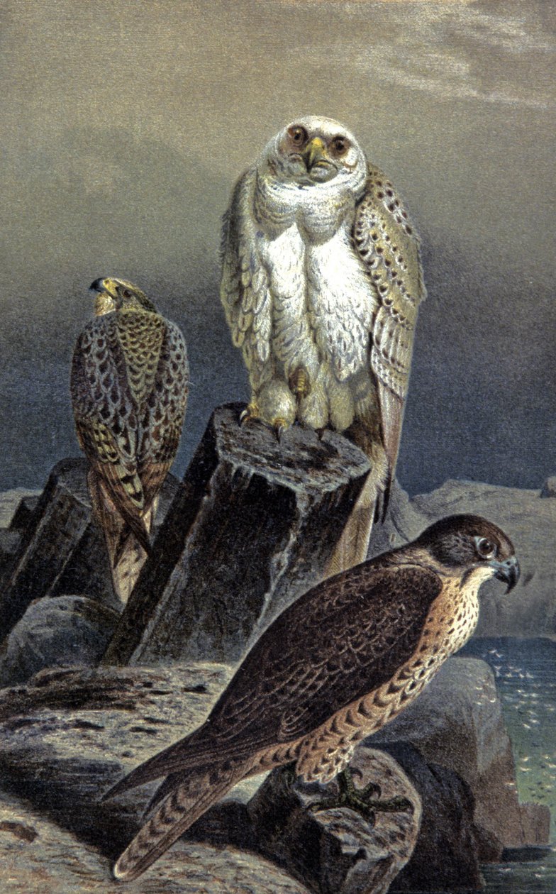 Jagtfalk, ca. 1910 (illustration) af Wilhelm Kuhnert