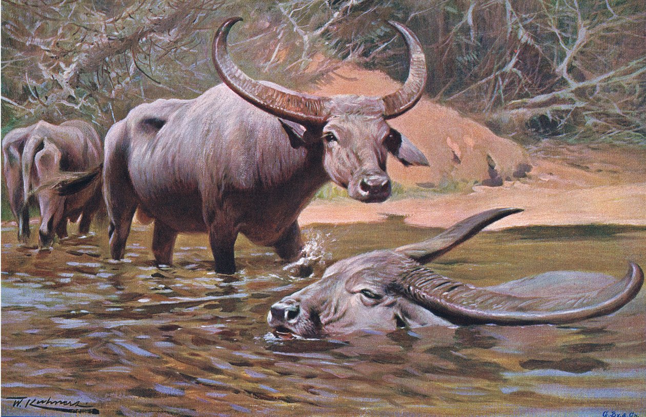 Indian Buffalo, fra Wildlife of the World udgivet af Frederick Warne & Co, ca. 1900 af Wilhelm Kuhnert