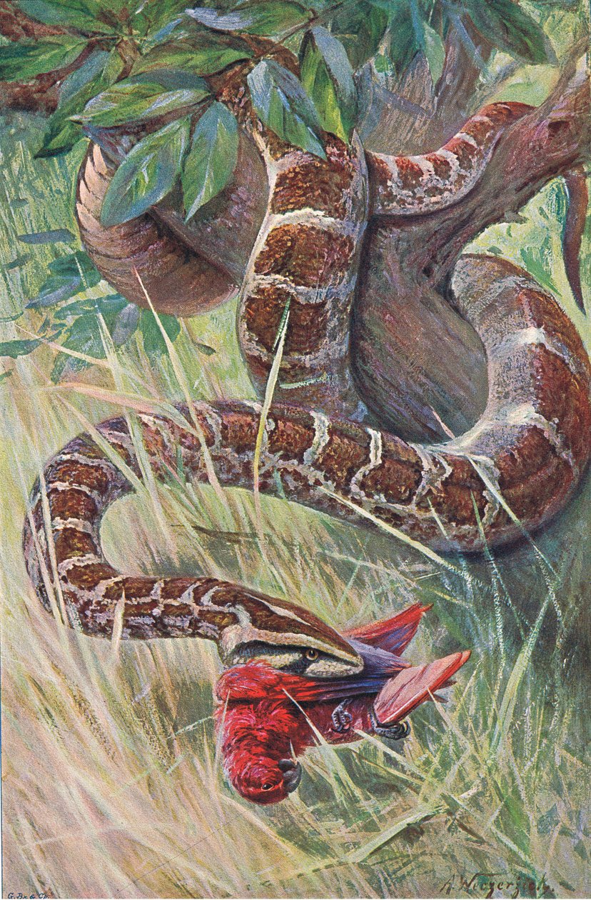 Indian Python, fra Wildlife of the World udgivet af Frederick Warne & Co, ca. 1900 af Wilhelm Kuhnert