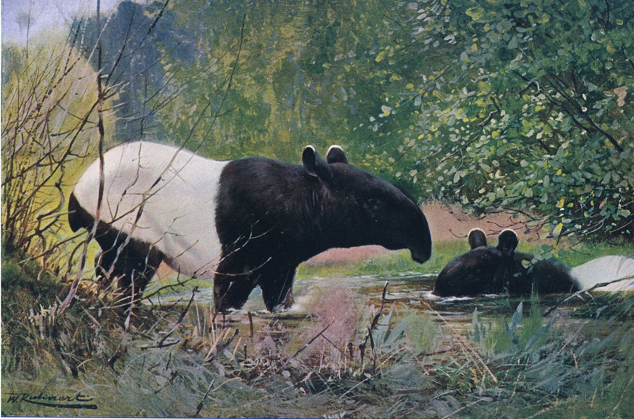 Indian Tapir, fra Wildlife of the World udgivet af Frederick Warne & Co, ca. 1900 af Wilhelm Kuhnert