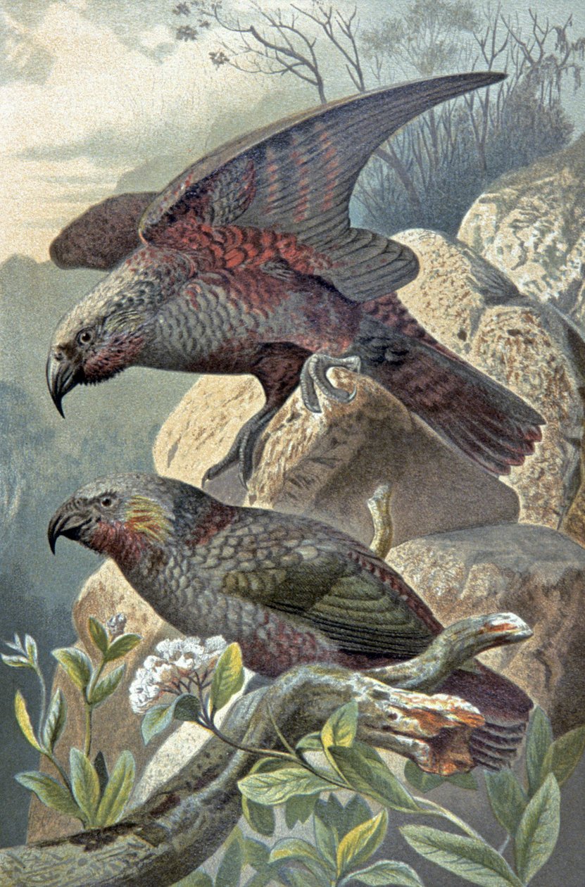 Kea, Nestor notable, ca. 1910 (illustration) af Wilhelm Kuhnert