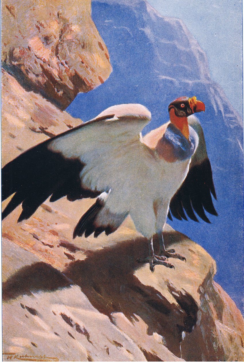 King Vulture, fra Wildlife of the World udgivet af Frederick Warne & Co, ca. 1900 af Wilhelm Kuhnert